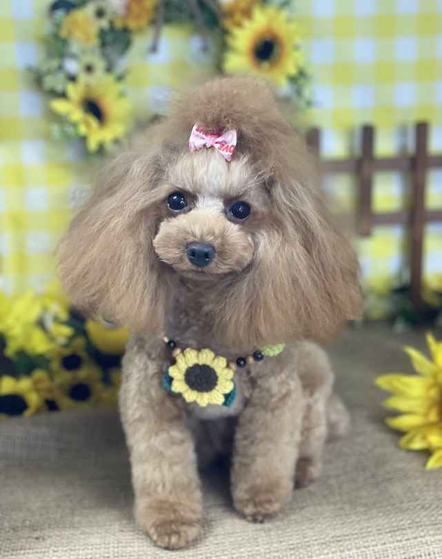 キーヴィジュアル