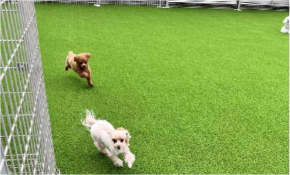 サービス ドッグラン